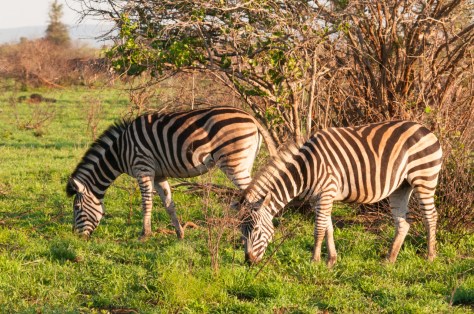 Burchell's Zebra, Kruger NP