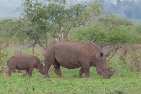 White Rhino, Kruger NP