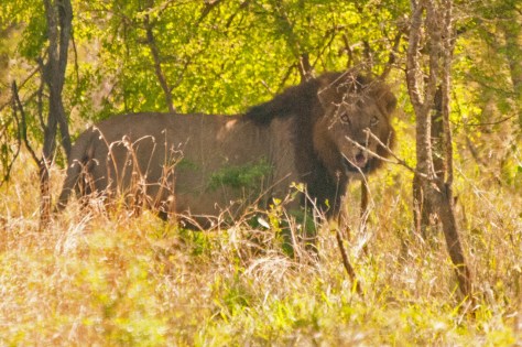 African Lion, Kruger NP