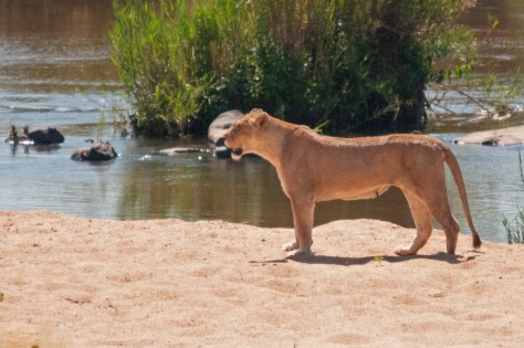 African Lioness, Kruger NP