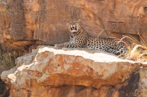 Leopard, Kruger NP