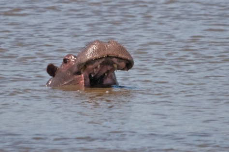 Hippo, Kruger NP