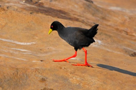 Black Crake