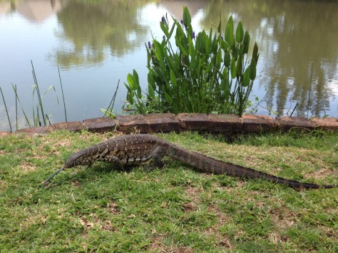 Water Monitor, Ngwenya lodge