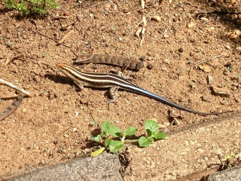 Lizard, Ngwenya lodge