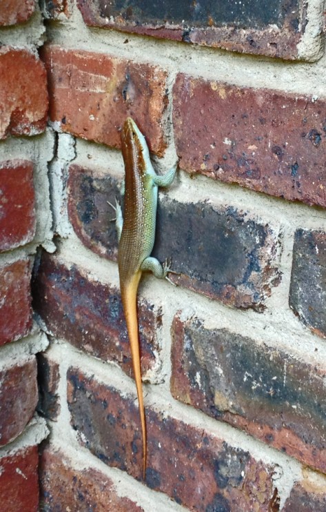 Lizard, Ngwenya lodge