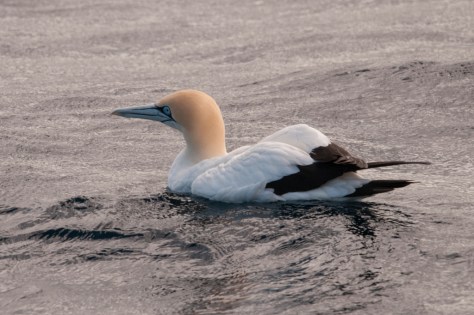 Cape Gannet
