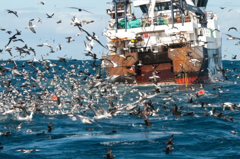 Close behind the trawler
