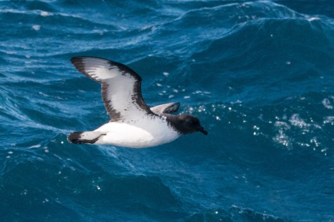 Pintado Petrel