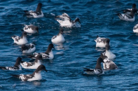 Pintado Petrels