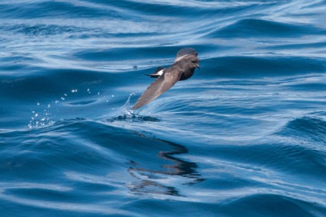 Wilson's Storm-Petrel