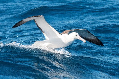 Northern Royal Albatross