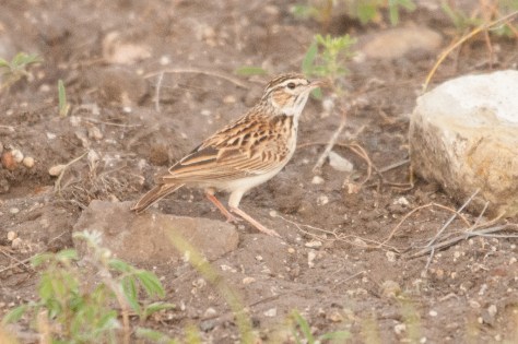 Treasure hunt : Sabota Lark, Punda Maria