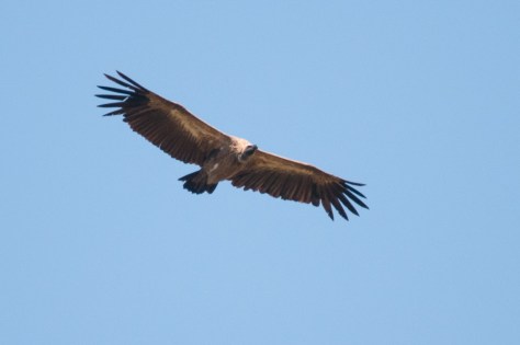 White-backed Vulture, Pafuri KNP