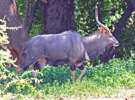 Treasure hunt : Nyala, Pafuri KNP