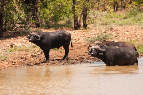 African Buffalo, Punda Maria