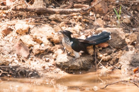 Levaillant's Cuckoo, Punda Maria