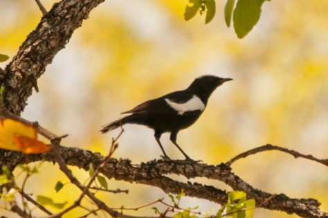 Arnot's Chat (Male), Punda Maria