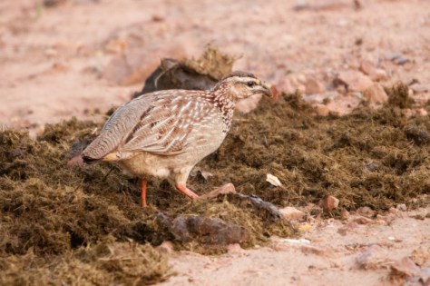 Crested Francolin, Punda Maria