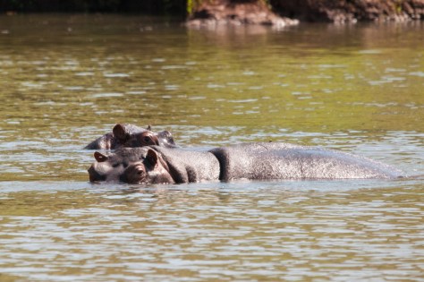 Hippo, Luvuvhu River