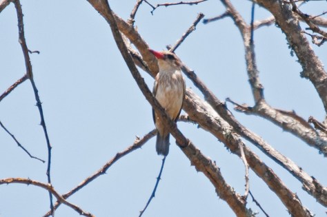 Striped Kingfisher, Punda Maria