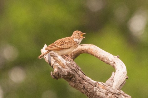 Monotonous Lark, Punda Maria