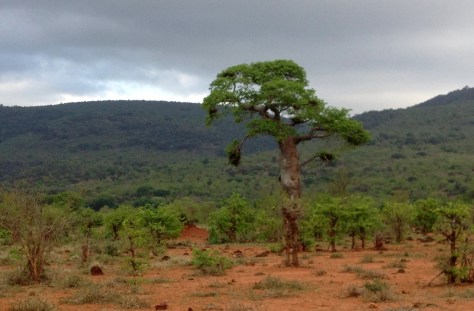 Baobab with nests, Punda Maria