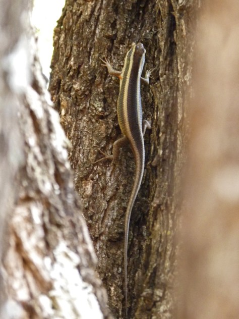 Treasure hunt : Striped Skink, Punda Maria
