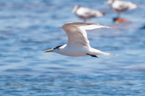Swift Tern