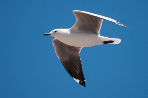 Hartlaub's Gull