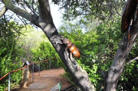 The bugs are big here - actually the work of a local artist