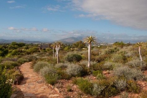 Quiver trees in the botanical Gardens