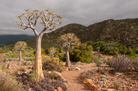 Quiver trees are a special sight