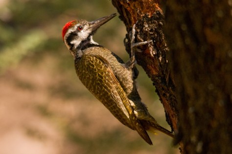 Bearded Woodpecker, Letaba