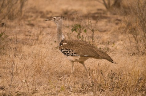 Kori Bustard, Letaba