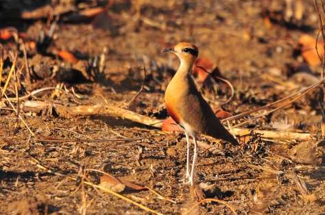 Temminck's Courser, Olifants