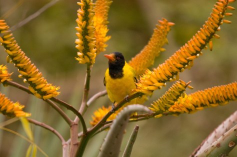Black-headed Oriole, Letaba