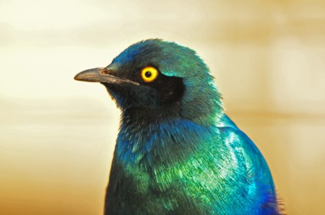 Greater Blue-eared Starling, Letaba