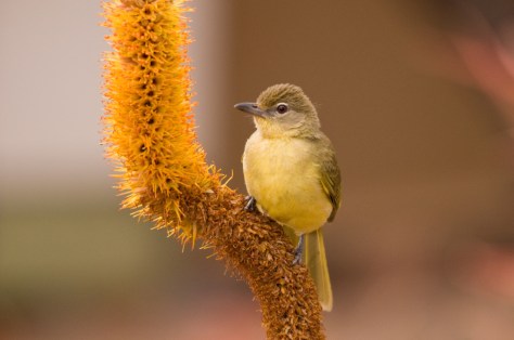 Yellow-bellied Greenbul, Olifants
