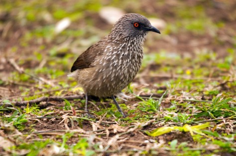 Arrow-marked Babbler, Letaba