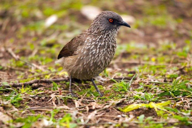 Letaba | Mostly Birding