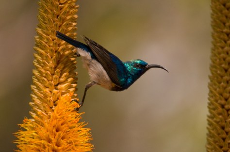 White-bellied Sunbird, Olifants