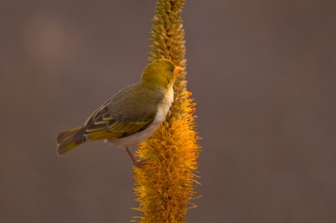Red-headed Weaver, Letaba