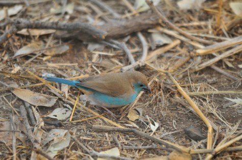Blue Waxbill, Letaba