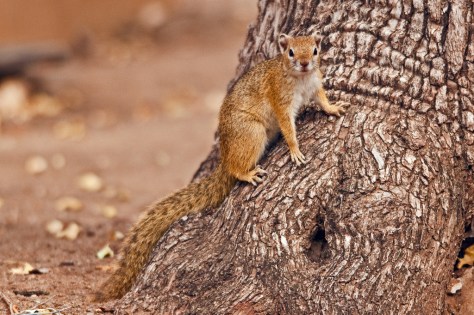 Tree Squirrel (Paraxerus cepapi) , Letaba