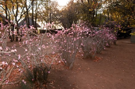 Impala Liliy, Letaba