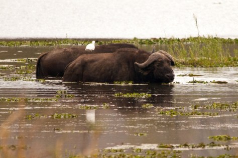 African Buffalo, Letaba