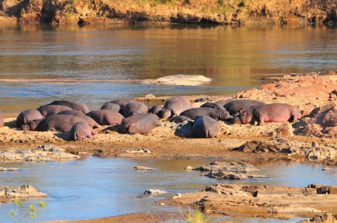 Pod of Hippos on Olifants River