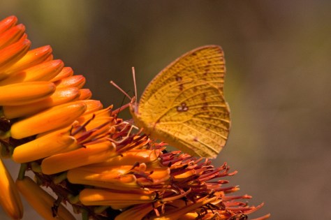 Butterfly in on the act