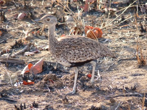 Red-crested Korhaan